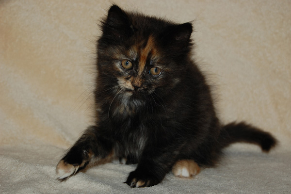 Tiffany-9 Wochen.jpg